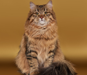 Самые лучшие котята для детей и семьи сибирские котята